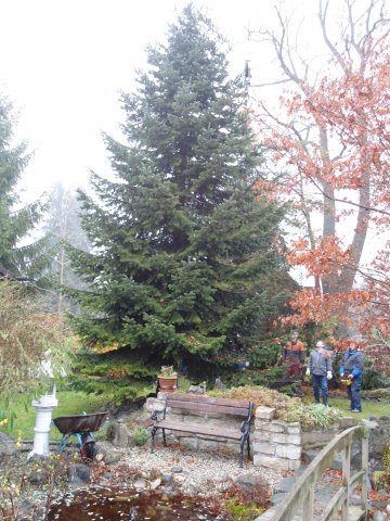 Christbaum 2011